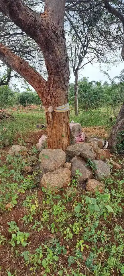 Arulmigu Perumal Temple, Sithuvarpatty - 624801 அருள்மிகு பெருமாள் திருக்கோயில், Sithuvarpatty - 624801, Dindigul - Ancient Temple Architecture and History Image 9