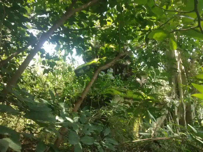 Arulmigu Perumal Temple, Tahlihalli - 635112 அருள்மிகு பெருமாள் திருக்கோயில், தளிஹள்ளி - 635112, Krishnagiri - Ancient Temple Architecture and History Image 3