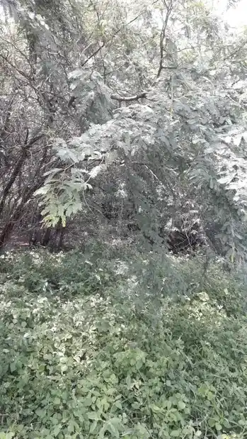 Arulmigu Perumal Temple, Therkupetthampatti - 625014