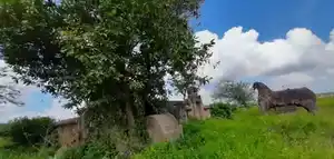 Arulmigu Peruvembu Ayyanar Temple, Thekkur Karukkakottai - 614902 Arulmigu Peruvembu Ayyanar Temple, Thekkur Karukkakottai - 614902, Thanjavur - Ancient Temple Architecture and History Image 6