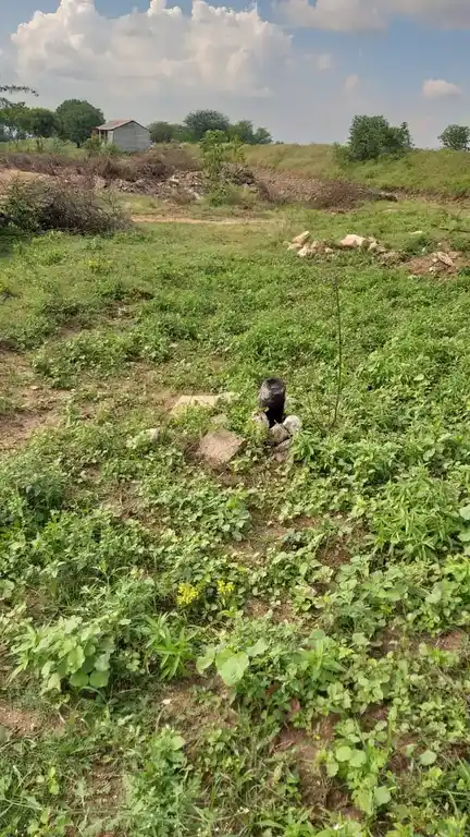 Arulmigu Pethankulamayyanar Temple, Kovilankulam - 625514 அருள்மிகு பெத்தாங்குளம் அய்யனார் திருக்கோயில், Kovilankulam - 625514, Madurai - Ancient Temple Architecture and History Image 2