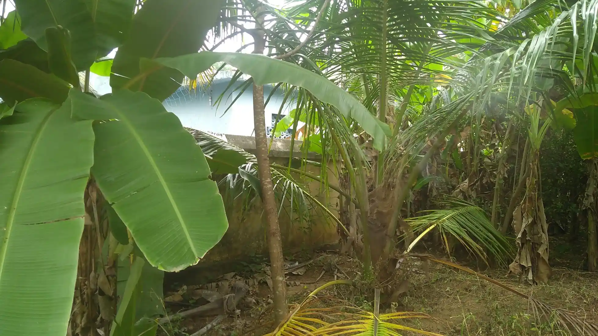 Arulmigu Petharanaswarar Swamy Temple, Deepangudi - 612603 அருள்மிகு பெத்தாரன்யேஸ்வரர் திருக்கோயில், Deepangudi - 612603, Thiruvarur - Ancient Temple Architecture and History Image 3