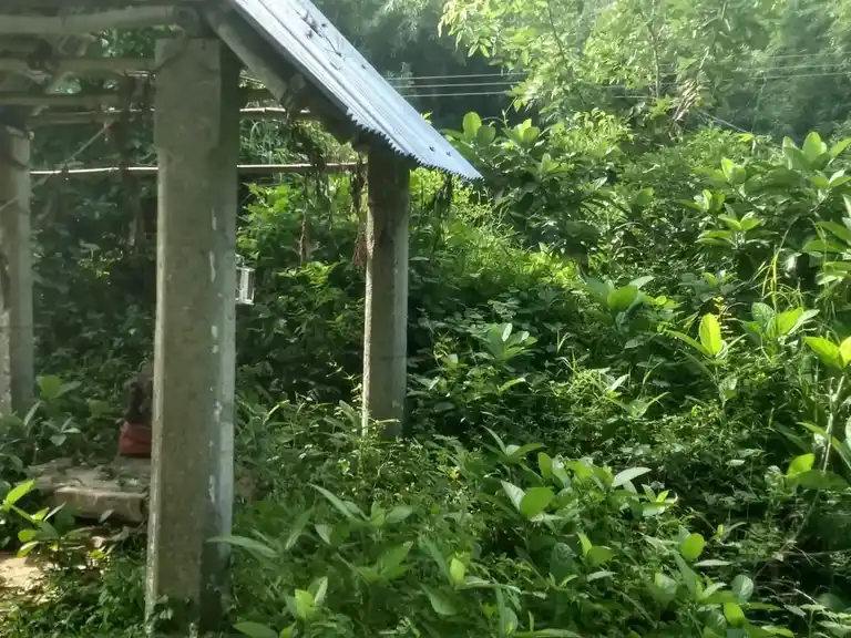 Arulmigu Pidaariyamman Temple, Senganur - 610107 அருள்மிகு பிடாரியம்மன் திருக்கோயில், Senganur - 610107, Thiruvarur - Ancient Temple Architecture and History Image 3