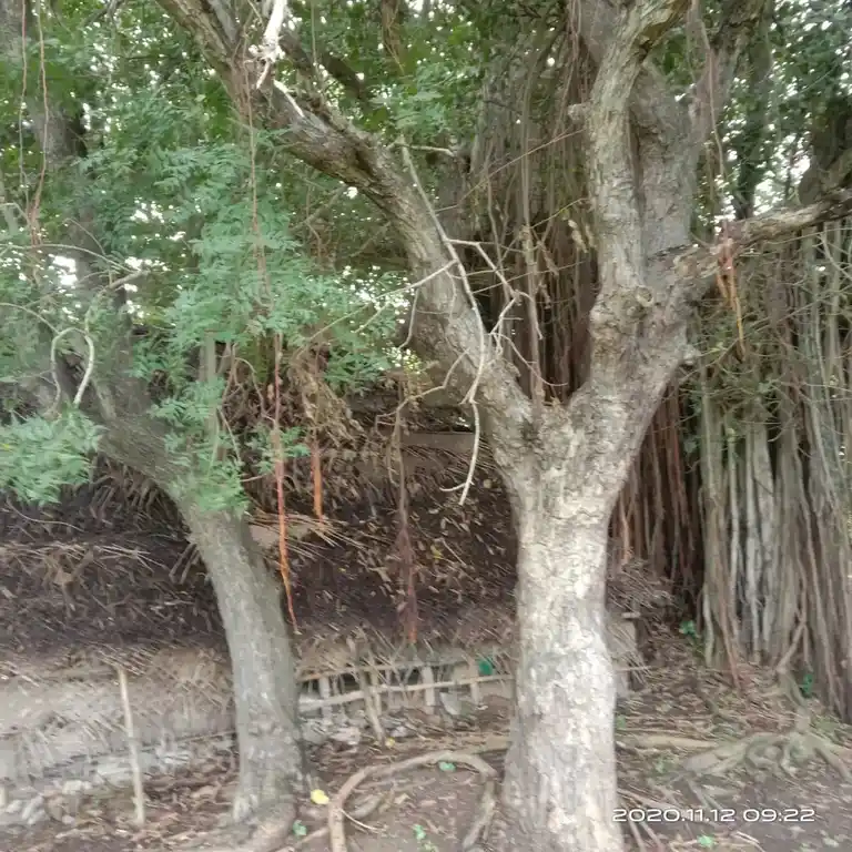 Arulmigu Pidaraiyamman Temple, Prakkiramam - 609703 அருள்மிகு பிடாரியம்மன் திருக்கோயில், Prakkiramam - 609703, Nagapattinam - Ancient Temple Architecture and History Image 2