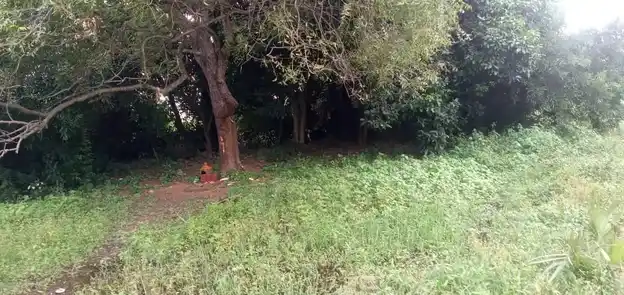 Arulmigu Pidari Amman Temple, Near Lake View, Sirupuzhalpet - 601201 அருள்மிகு பிடாரி அம்மன் திருக்கோயில், Near Lake View, சிறுபுழல்பேட்டை - 601201, Tiruvallur - Ancient Temple Architecture and History Image 4