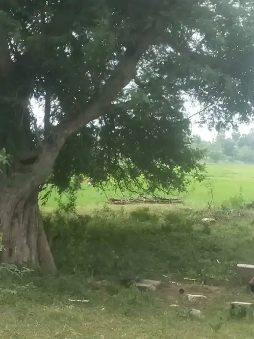 Arulmigu Pidari Amman Temple, Thirunallur - 622102 Temple