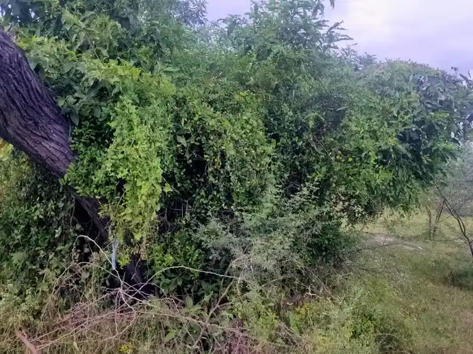 Arulmigu Pidari Temple, Elumur - 621115