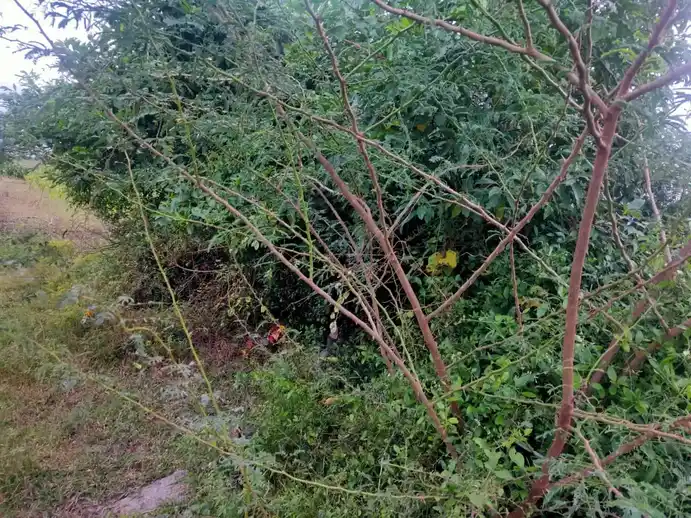 Arulmigu Pidari Temple, Elumur - 621115 அருள்மிகு விநாயகர் பிடாரி திருக்கோயில், Elumur - 621115, Perambalur - Ancient Temple Architecture and History Image 2