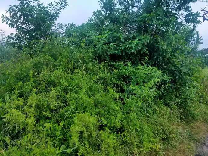 Arulmigu Pidari Temple, Elumur - 621115 அருள்மிகு விநாயகர் பிடாரி திருக்கோயில், Elumur - 621115, Perambalur - Ancient Temple Architecture and History Image 3