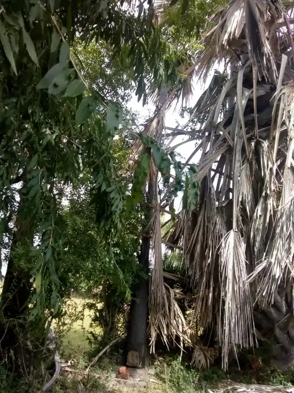 Arulmigu Pidari Temple, Kolukkattaikudi - 620021 Temple