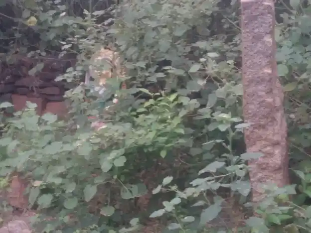 Arulmigu Pidari Temple, Podungapatti - 621305 Arulmigu Pidari Temple, Podungapatti - 621305, Thiruchirappalli - Ancient Temple Architecture and History Image 2