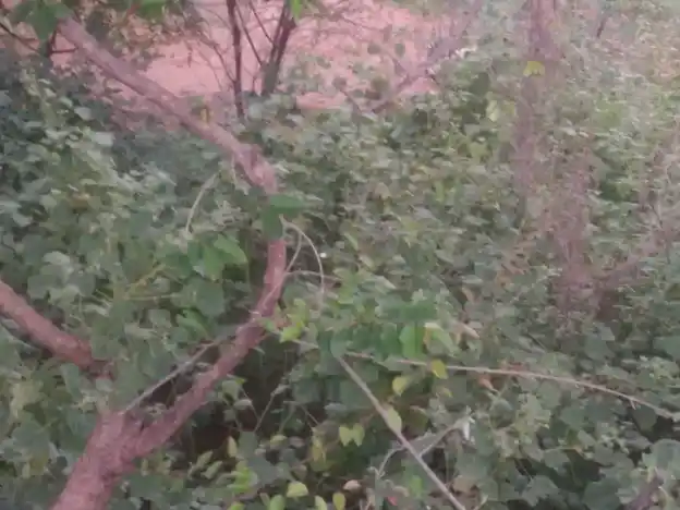 Arulmigu Pidari Temple, Podungapatti - 621305 Arulmigu Pidari Temple, Podungapatti - 621305, Thiruchirappalli - Ancient Temple Architecture and History Image 4