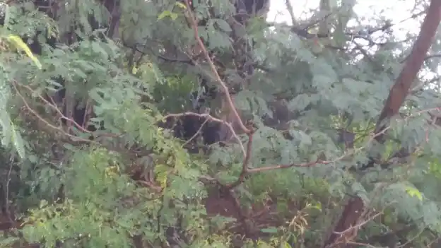 Arulmigu Pidari Temple, Veppankuzhi - 621653 Arulmigu Pidari Temple,  - 621653, Ariyalur - Ancient Temple Architecture and History Image 2