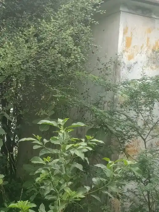 Arulmigu Pidariamman Temple, Elanangur - 608302 அருள்மிகு பிடாரியம்மன் திருக்கோயில், Elanangur - 608302, Cuddalore - Ancient Temple Architecture and History Image 2