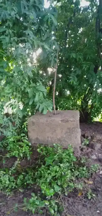 Arulmigu Pidariamman Temple, Elangambur - 608302 அருள்மிகு பிடாரியம்மன் திருக்கோயில், Elangambur - 608302, Cuddalore - Ancient Temple Architecture and History Image 2