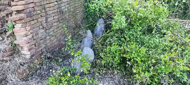 Arulmigu Pidariamman Temple (Mariyamman), Thalaignayaru - 609201 அருள்மிகு பிடாரி அம்மன் ஆலயம், Thalaignanayiru - 609201, Mayiladuthurai - Ancient Temple Architecture and History Image 5