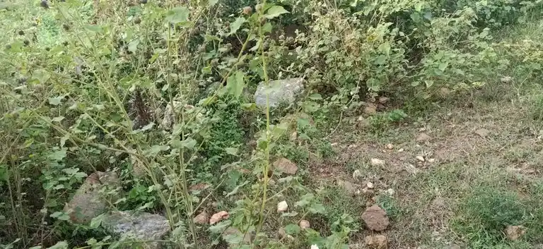 Arulmigu Pidariamman Temple, Nallurpatty - 636305 அருள்மிகு பிடாரியம்மன் திருக்கோயில், Nallurpatty - 636305, Salem - Ancient Temple Architecture and History Image 2