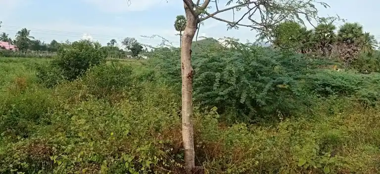 Arulmigu Pidariamman Temple, Nallurpatty - 636305 அருள்மிகு பிடாரியம்மன் திருக்கோயில், Nallurpatty - 636305, Salem - Ancient Temple Architecture and History Image 3