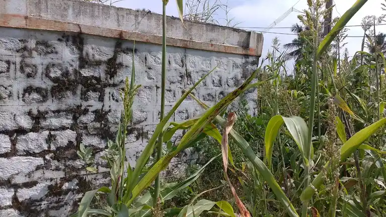 Arulmigu Pidariamman Temple, Palayam - 636807 அருள்மிகு பிடாரியம்மன் திருக்கோயில், Palayam - 636807, Dharmapuri - Ancient Temple Architecture and History Image 4