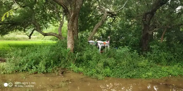 Arulmigu Pidariyamman Temple, Mallaapuram - 606207 அருள்மிகு பிடாரியம்மன் திருக்கோயில், Mallaapuram - 606207, Kallakurichi - Ancient Temple Architecture and History Image 5