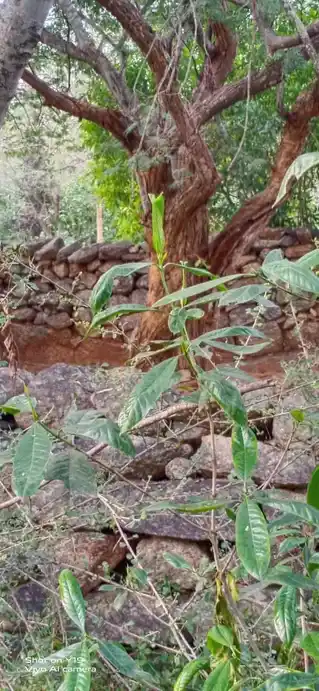 Arulmigu Pidariyamman Temple, Manaripatti, Murukkantal - 635207 அருள்மிகு பிடாரியம்மன் திருக்கோயில், Manaripatti, Murukkantal - 635207, Krishnagiri - Ancient Temple Architecture and History Image 2