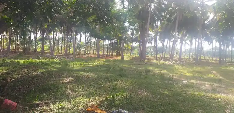 Arulmigu Pidariyamman Temple, T. Panjampatti - 624304 அருள்மிகு பிடாரியம்மன் திருக்கோயில், T. Panjampatti - 624304, Dindigul - Ancient Temple Architecture and History Image 4