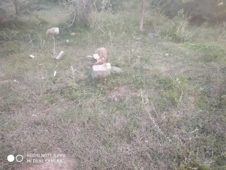 Arulmigu Pidariyamman Temple, Tholipatti - 624703 அருள்மிகு பிடாரியம்மன் திருக்கோயில், Tholipatti - 624703, Dindigul - Ancient Temple Architecture and History Image 4