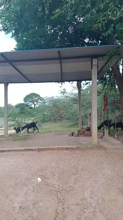 Arulmigu Pidariyar Temple, Ayirakalavan, Utkottai - 621901 Arulmigu Pidariyar Temple, Ayirakalavan, Utkottai - 621901, Ariyalur - Ancient Temple Architecture and History Image 3