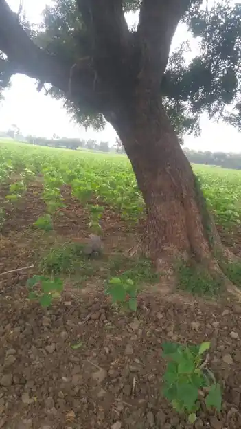 Arulmigu Pidariyar Temple, Kadmapur - 621701