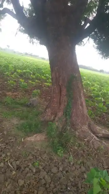 Arulmigu Pidariyar Temple, Kadmapur - 621701 அருள்மிகு பிடாரியம்மன் திருக்கோயில், Kadmapur - 621701, Ariyalur - Ancient Temple Architecture and History Image 2