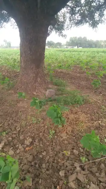 Arulmigu Pidariyar Temple, Kadmapur - 621701 அருள்மிகு பிடாரியம்மன் திருக்கோயில், Kadmapur - 621701, Ariyalur - Ancient Temple Architecture and History Image 3