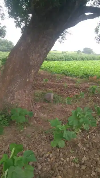 Arulmigu Pidariyar Temple, Kadmapur - 621701 அருள்மிகு பிடாரியம்மன் திருக்கோயில், Kadmapur - 621701, Ariyalur - Ancient Temple Architecture and History Image 4