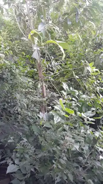 Arulmigu Pidariyar Temple, Maravanatham - 621117 அருள்மிகு பிடாரியார் திருக்கோயில், Maravanatham - 621117, Perambalur - Ancient Temple Architecture and History Image 3