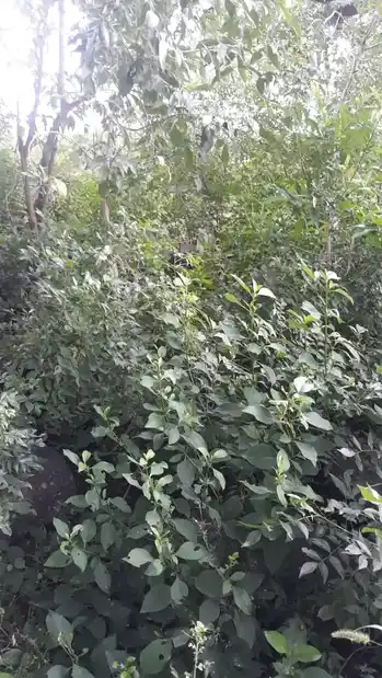 Arulmigu Pidariyar Temple, Maravanatham - 621117 அருள்மிகு பிடாரியார் திருக்கோயில், Maravanatham - 621117, Perambalur - Ancient Temple Architecture and History Image 4