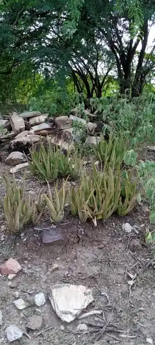 Arulmigu Pidariyar Temple, Sirugudi - 621006 Temple