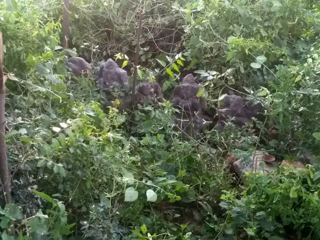 Arulmigu Piddari Temple, Kashthambadi - 606803 Arulmigu Piddari Temple,  - 606803, Tiruvannamalai - Ancient Temple Architecture and History Image 2