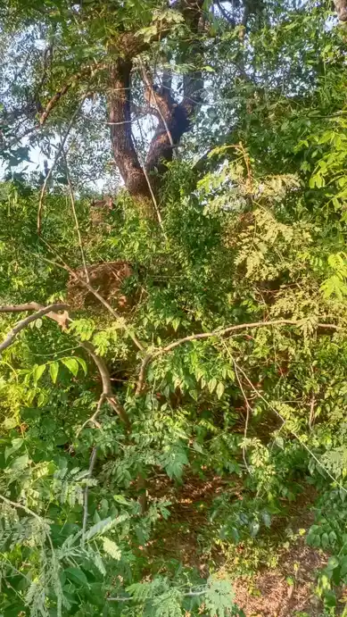 Arulmigu Pillaiyar, Iyyanar Temple, Thaandavasamuthiram - 604151 அருள்மிகு பிள்ளையார் திருக்கோயில், Thaandavasamuthiram - 604151, Viluppuram - Ancient Temple Architecture and History Image 2