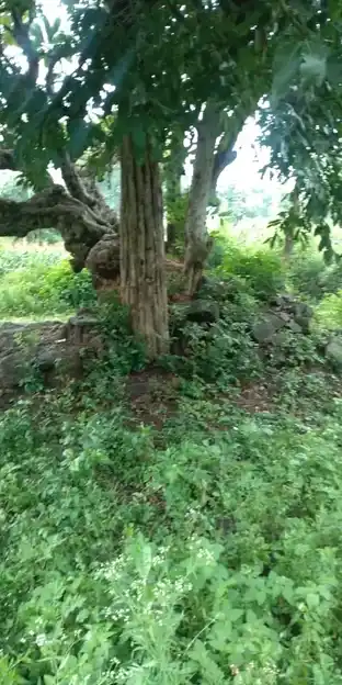 Arulmigu Pillaiyar Temple, Aalanur - 606401 அருள்மிகு பிள்ளையார் திருக்கோயில், Aalanur - 606401, Kallakurichi - Ancient Temple Architecture and History Image 2