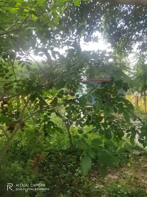 Arulmigu Pillaiyar Temple, Solakur - 608302 அருள்மிகு பிள்ளையார் திருக்கோயில், Solakur - 608302, Cuddalore - Ancient Temple Architecture and History Image 4