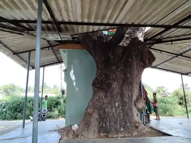 Arulmigu Pillaiyar Temple, Vellaraveli - 641654 அருள்மிகு பிள்ளையார் திருக்கோயில், Vellaraveli - 641654, Tiruppur - Ancient Temple Architecture and History Image 3