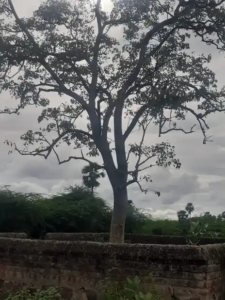 Arulmigu Pinichiyamman Temple, Paalaiyur - 621111 Arulmigu Pinichiyamman Temple, Paalaiyur - 621111, Thiruchirappalli - Ancient Temple Architecture and History Image 4