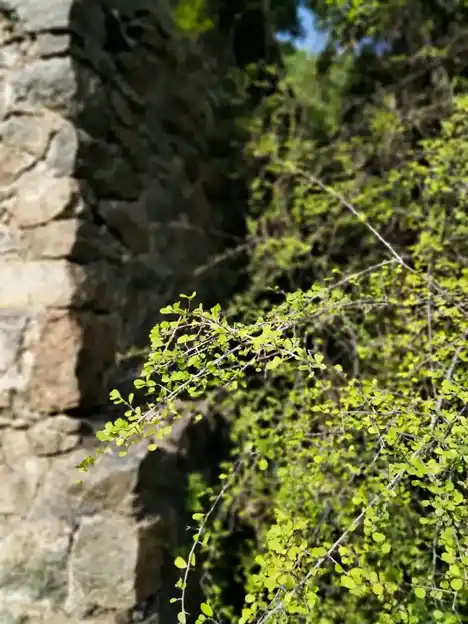 Arulmigu Piraisoodi Kandan Sastha Temple, Navalkadu, Esanthimangalam - 629852 அருள்மிகு பிறைசூடிகண்டன்சாஸ்தா திருக்கோயில், Navalkadu, Esanthimangalam - 629852, Kanyakumari - Ancient Temple Architecture and History Image 2