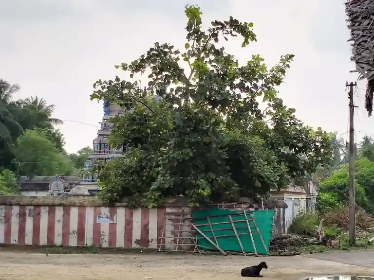 Arulmigu Piranava Viyakkarapurieswarar Temple, Omampuliyur - 608306 அருள்மிகு பிரணவ வியாக்ரபுரீஸ்வரர் திருக்கோயில், ஓமாம்புலியூர் - 608306, Cuddalore - Ancient Temple Architecture and History Image 8