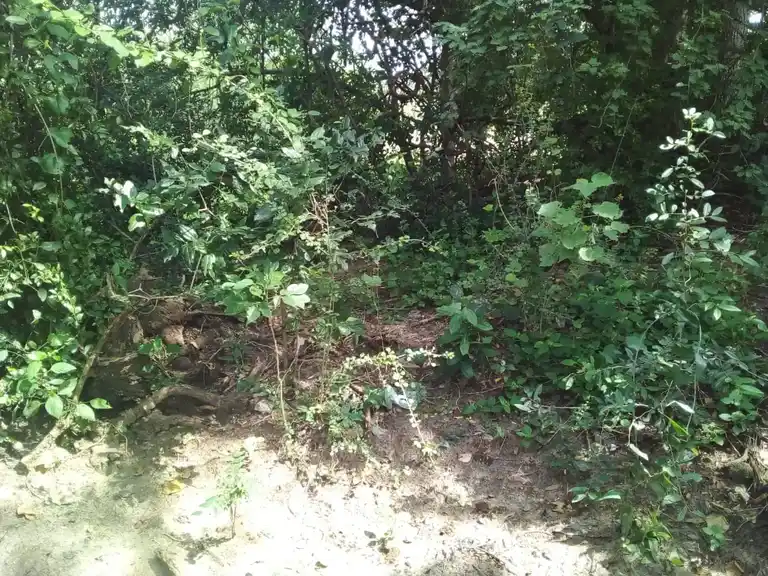 Arulmigu Pongal Kaaliyamman Temple, Konnaiyur - 622401