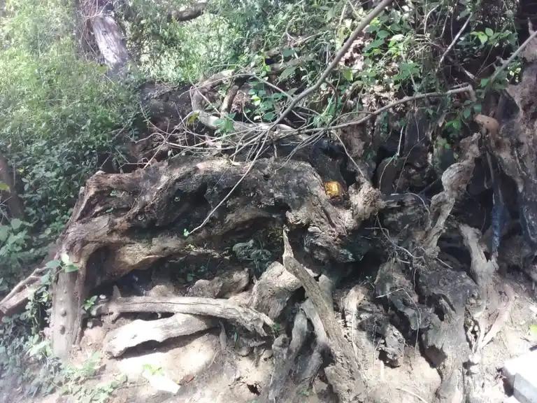 Arulmigu Pongal Kaaliyamman Temple, Konnaiyur - 622401 அருள்மிகு பொங்கல் காளியம்மன் திருக்கோயில், Konnaiyur - 622401, Pudukkottai - Ancient Temple Architecture and History Image 3