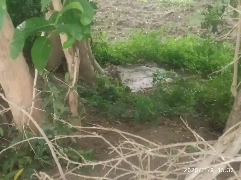 Arulmigu Pongaliamman Temple, Mampattipaapanavalasai, Paapanavalasai - 636902