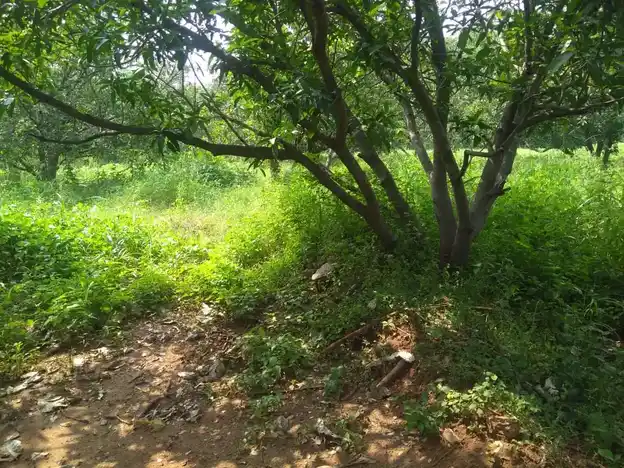 Arulmigu Porrirudaiya Ayyanar Temple, Senthamangalam - 625503 பொற்றீருடைய அய்யனார் கோயில், Senthamangalam - 625503, Madurai - Ancient Temple Architecture and History Image 3