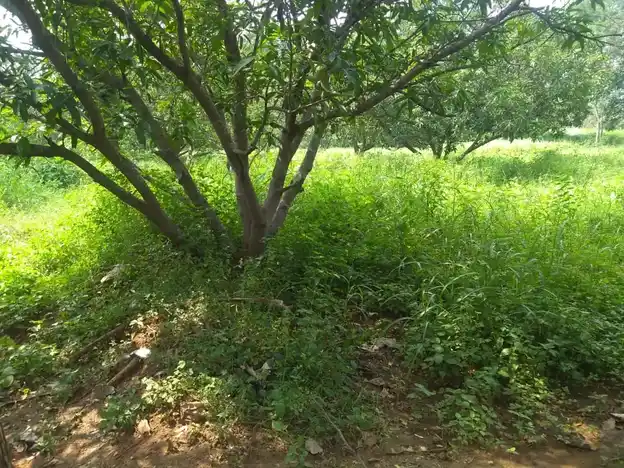 Arulmigu Porrirudaiya Ayyanar Temple, Senthamangalam - 625503 பொற்றீருடைய அய்யனார் கோயில், Senthamangalam - 625503, Madurai - Ancient Temple Architecture and History Image 4