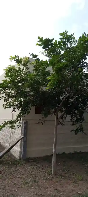 Arulmigu Pudhukudi Karuppanar Temple, Sirugudi - 621006 அருள்மிகு புதுக்குடிகருப்பனார் திருக்கோயில், Sirugudi - 621006, Thiruchirappalli - Ancient Temple Architecture and History Image 4