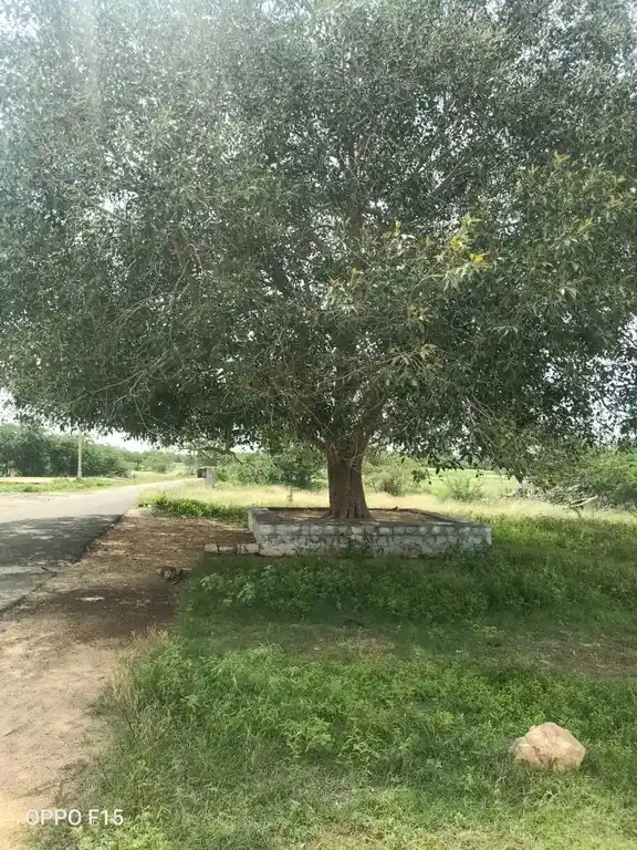 Arulmigu Pullanoothu Kannimaar Temple, Pullanoothu - 624711 அருள்மிகு புல்லனூத்து கன்னிமார் கோயில், Pullanoothu - 624711, Dindigul - Ancient Temple Architecture and History Image 2